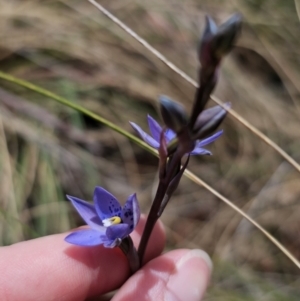 Thelymitra x truncata at Captains Flat, NSW - 30 Oct 2023