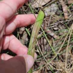 Thelymitra x truncata at Captains Flat, NSW - 30 Oct 2023