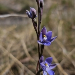 Thelymitra x truncata at Captains Flat, NSW - suppressed