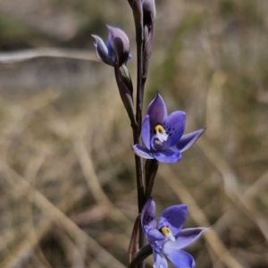 Thelymitra x truncata at Captains Flat, NSW - 30 Oct 2023