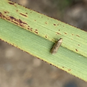 Oecophoridae (family) at Aranda, ACT - 30 Oct 2023 03:57 PM