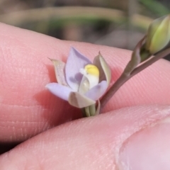 Thelymitra pauciflora (Slender Sun Orchid) at QPRC LGA - 30 Oct 2023 by Csteele4