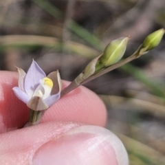 Thelymitra pauciflora at Captains Flat, NSW - 30 Oct 2023