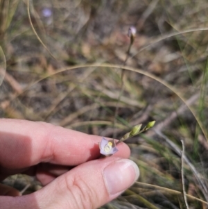 Thelymitra pauciflora at Captains Flat, NSW - suppressed