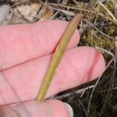 Thelymitra pauciflora at Captains Flat, NSW - 30 Oct 2023