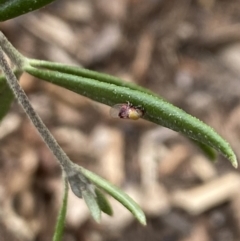 Chaetophyes compacta (Tube spittlebug) at Aranda, ACT - 30 Oct 2023 by Jubeyjubes