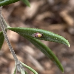 Chaetophyes compacta at Aranda, ACT - 30 Oct 2023