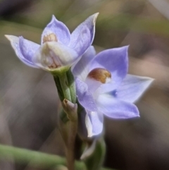 Thelymitra brevifolia (Short-leaf Sun Orchid) at QPRC LGA - 30 Oct 2023 by Csteele4