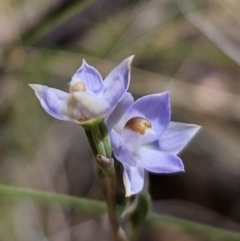 Thelymitra brevifolia at Captains Flat, NSW - suppressed