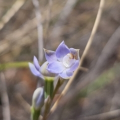 Thelymitra brevifolia at Captains Flat, NSW - 30 Oct 2023