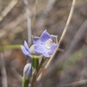 Thelymitra brevifolia at Captains Flat, NSW - 30 Oct 2023