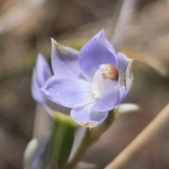 Thelymitra brevifolia at Captains Flat, NSW - suppressed