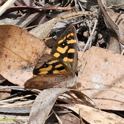 Argynnina cyrila (Forest Brown, Cyril's Brown) at Captains Flat, NSW - 30 Oct 2023 by Csteele4