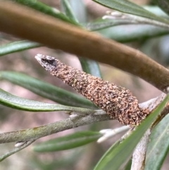 Conoeca guildingi (A case moth) at Aranda, ACT - 30 Oct 2023 by Jubeyjubes