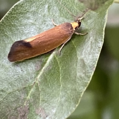 Delexocha ochrocausta (Chezala Group) at Aranda, ACT - 30 Oct 2023 by Jubeyjubes