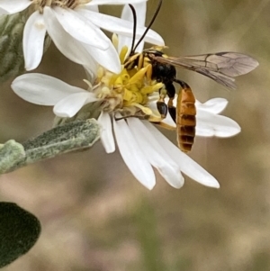 Labium sp. (genus) at Aranda, ACT - 30 Oct 2023