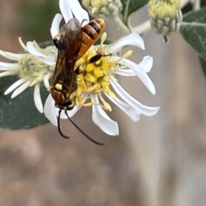 Labium sp. (genus) at Aranda, ACT - 30 Oct 2023