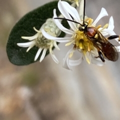 Labium sp. (genus) at Aranda, ACT - 30 Oct 2023