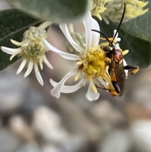 Labium sp. (genus) at Aranda, ACT - 30 Oct 2023