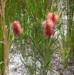 Callistemon pachyphyllus (Wallum Bottlebrush) at Wallum - 10 Oct 2020 by Sanpete