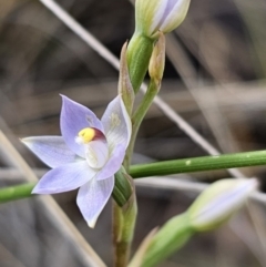 Thelymitra brevifolia (Short-leaf Sun Orchid) at QPRC LGA - 30 Oct 2023 by Csteele4