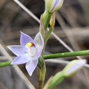 Thelymitra brevifolia at Captains Flat, NSW - suppressed