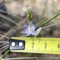 Thelymitra brevifolia at Captains Flat, NSW - 30 Oct 2023