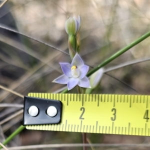 Thelymitra brevifolia at Captains Flat, NSW - 30 Oct 2023