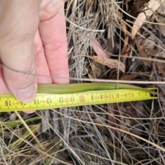 Thelymitra brevifolia at Captains Flat, NSW - 30 Oct 2023