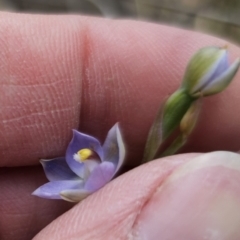 Thelymitra brevifolia at Captains Flat, NSW - suppressed