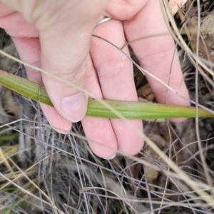 Thelymitra brevifolia at Captains Flat, NSW - 30 Oct 2023