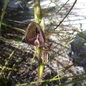 Cryptostylis erecta at Brunswick Heads, NSW - suppressed