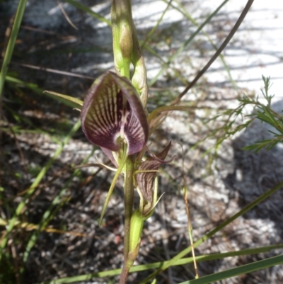 Cryptostylis erecta (Bonnet Orchid) at Wallum - 25 Oct 2020 by Sanpete