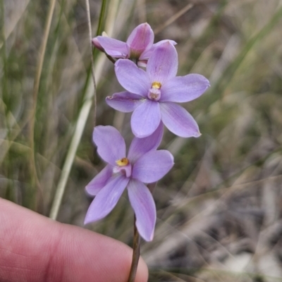 Unidentified Orchid at Captains Flat, NSW - 30 Oct 2023 by Csteele4