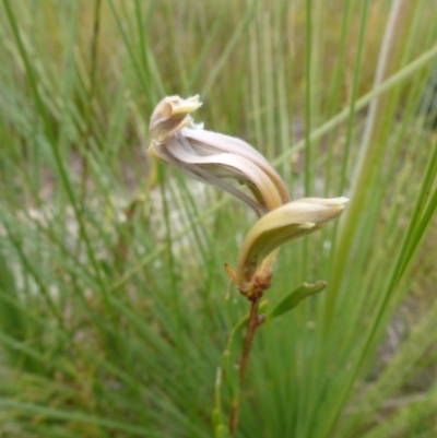 Unidentified Plant at Wallum - 28 Sep 2020 by Sanpete