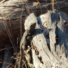 Pogona barbata (Eastern Bearded Dragon) at Watson, ACT - 11 Oct 2023 by MPW