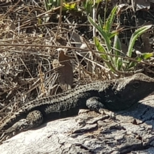 Pogona barbata at Watson, ACT - 11 Oct 2023