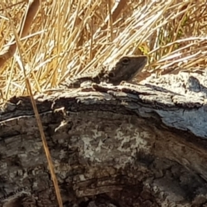 Pogona barbata at Watson, ACT - 11 Oct 2023