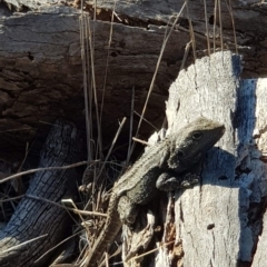 Pogona barbata at Watson, ACT - suppressed