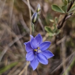 Thelymitra ixioides (Dotted Sun Orchid) at Captains Flat, NSW - 30 Oct 2023 by Csteele4