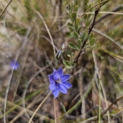 Thelymitra ixioides at Captains Flat, NSW - suppressed