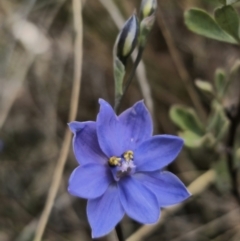 Thelymitra ixioides at Captains Flat, NSW - suppressed