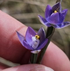 Thelymitra peniculata (Blue Star Sun-orchid) at QPRC LGA - 30 Oct 2023 by Csteele4