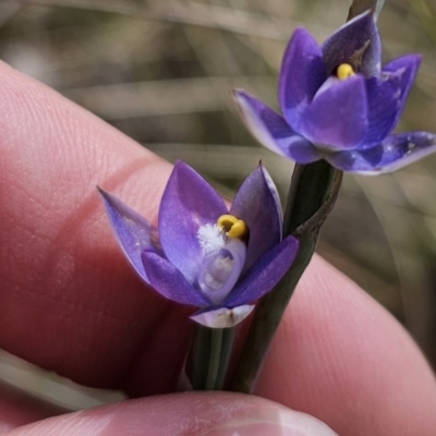 Thelymitra peniculata (Blue Star Sun-orchid) at QPRC LGA - 30 Oct 2023 by Csteele4