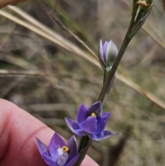 Thelymitra peniculata at Captains Flat, NSW - suppressed