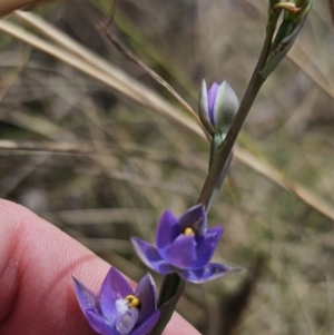 Thelymitra peniculata at Captains Flat, NSW - suppressed