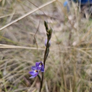 Thelymitra peniculata at Captains Flat, NSW - suppressed