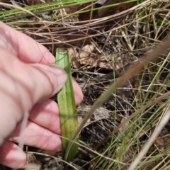 Thelymitra peniculata at Captains Flat, NSW - suppressed