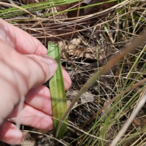 Thelymitra peniculata at Captains Flat, NSW - suppressed