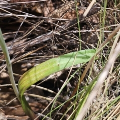Thelymitra peniculata at Captains Flat, NSW - suppressed